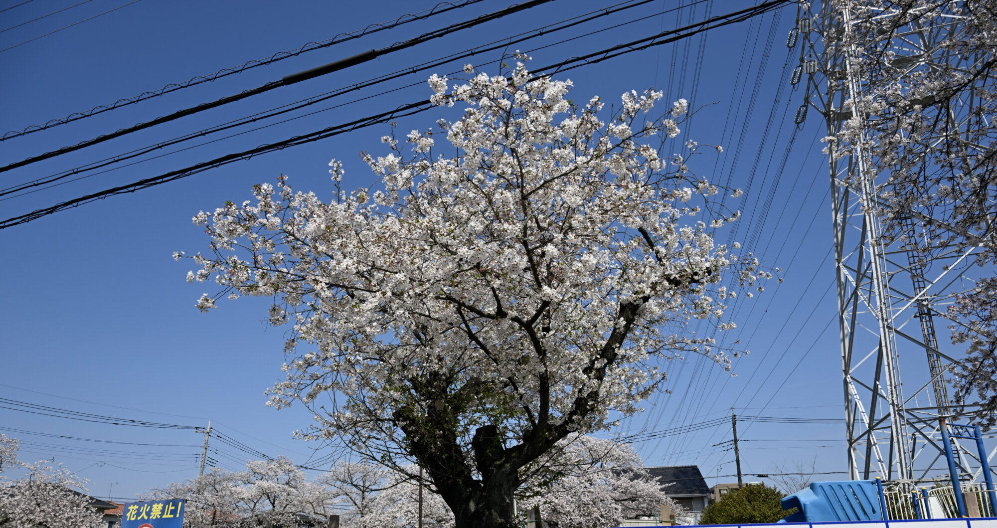 うつ病のひきこもりですがチラッと花見をしてきました【2026年】​