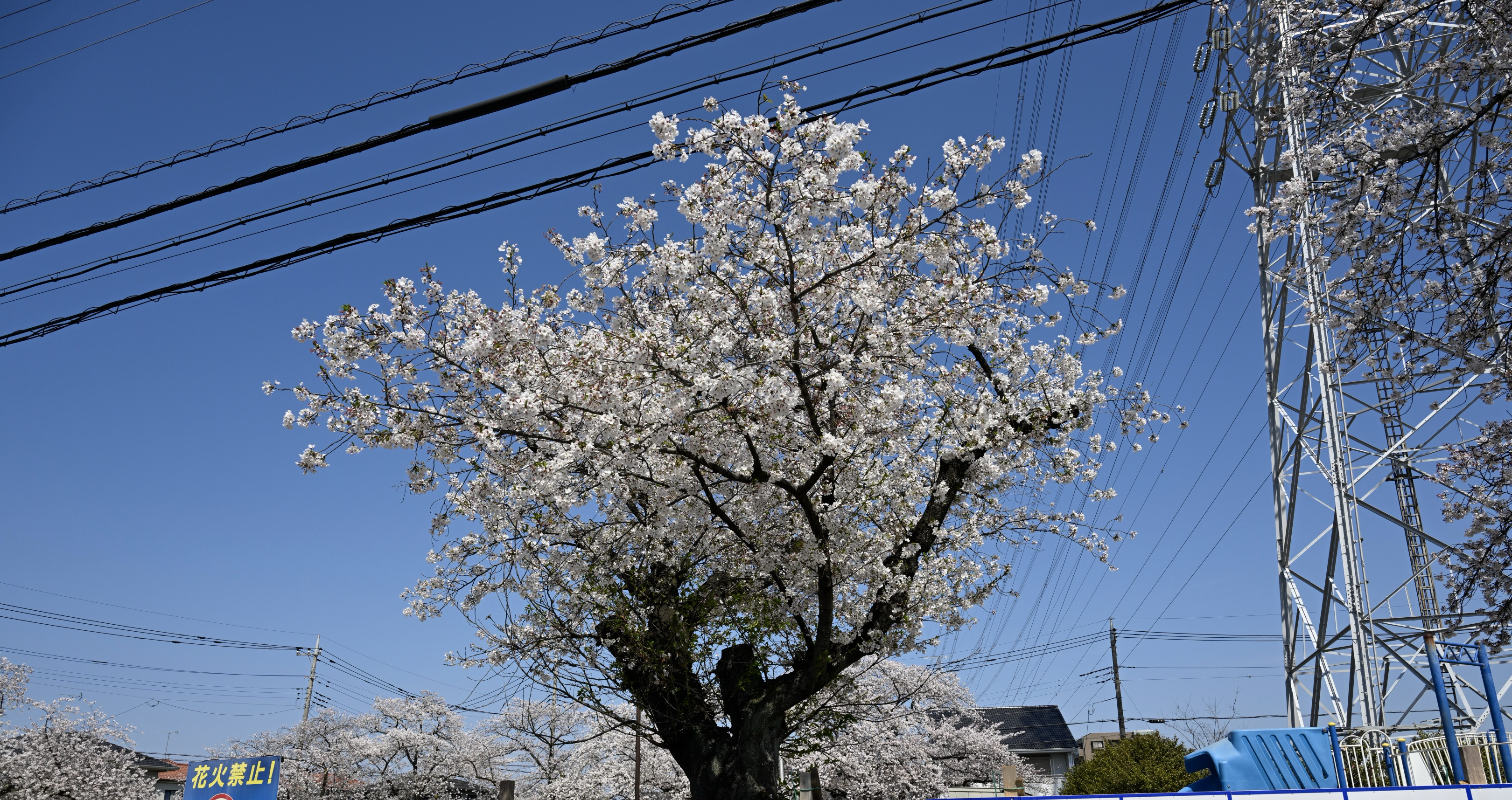 うつ病のひきこもりですがチラッと花見をしてきました【2026年】​